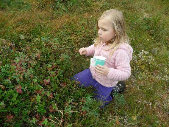 Dette lurer jeg på Hvorfor er det ingen som plukker blokkebær? På skolen pleier vi hver høst å dra på blåbærtur. Når vi har vært på disse turene, så har vi sett at det alltid er mye blokkebær.