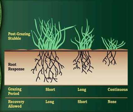 Beite tar blad som skal brukes til fotosyntese Mindre overflate for energiopptak fra strålingen men plantemassen blir effektivere Planter som er blitt beita har mindre rotsystem