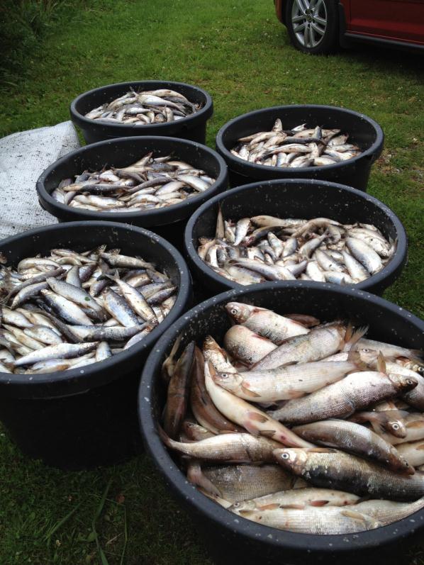 Prøvefiske og utfisking i