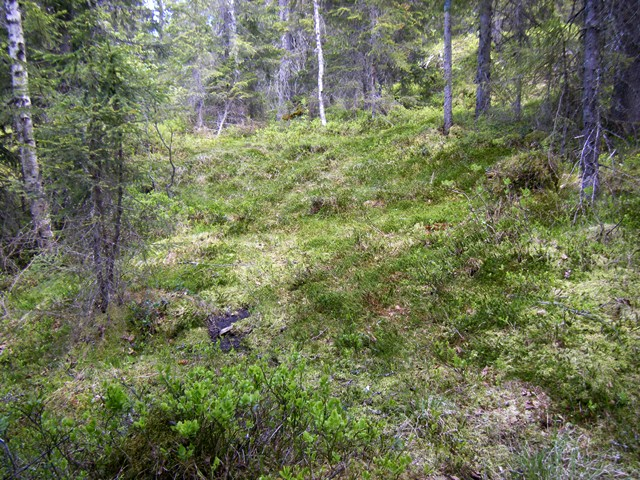 Delvis gjengrodd og dårlig med fast grunn under beina.