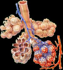 Sekundærlobulus Den minste anatomisk-funksjonelle enhet i lungen omgitt av bindevevssepta Består av