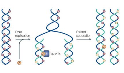 Hypometylering virkningsmekanisme: DNA replication