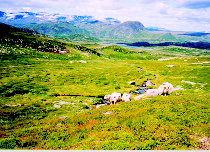 landbruk (Harbitz & Skuterud, 1999). I forhold til mange andre land bruker Norge i stor grad utmark som beiteområder for sau, geit og storfe i tillegg til tamrein og vilt. 2.