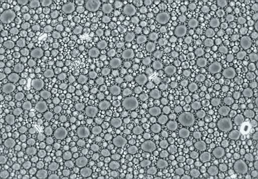 Sprengstoff -Emulsjon prengstoffkjemi-sprengstoffer Mikroskopbilde av en EMULSJON Oppløsningen er