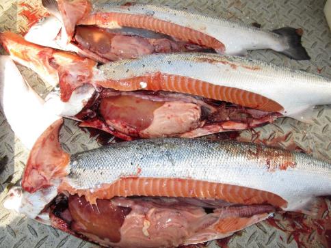 Stor og feit fisk med fôr i mage og tarm som dominerte blant dødfisken i den triploide merden fra sommeren 2015 og frem mot slakting i januar 2016.