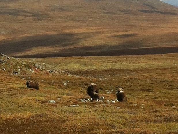 Skole-eksempel 2: Snøhetta-området bærekraftig utvikling? Et skoleprosjekt fra Oppdal videregående skole i Den naturlige skolesekken Jfr.: Naturfag, nr. 2/2014, s. 98-99. http://www.natursekken.