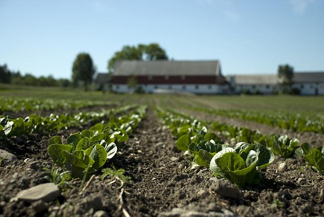 Økologisk grønnsakproduksjon Delprosjekt 1: Produksjon PL: Thomas Holz Delprosjekt 2: Helkjede/Marked PL: Kari Mette Holm Kjerneområde: Produsenter fra Grenland, hele Vestfold, Lier og Rygge