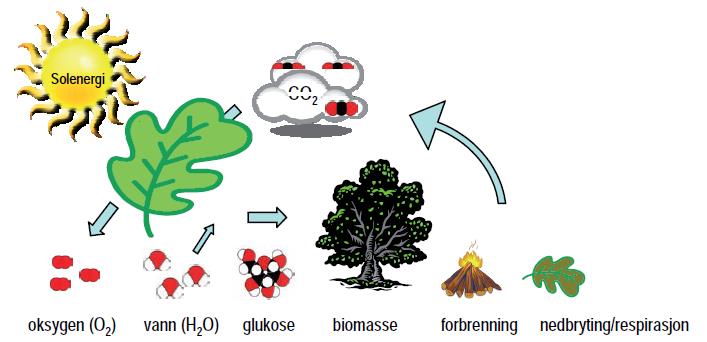 Fotosyntesen den glemte kunnskap Kulldioksidassimilasjonen er fundamentet for vår tilværelse.