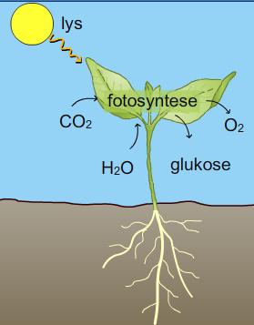 ved hjelp av energi fra sola Fotosyntesen foregår i kloroplastene.