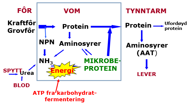 Proteinomsetning