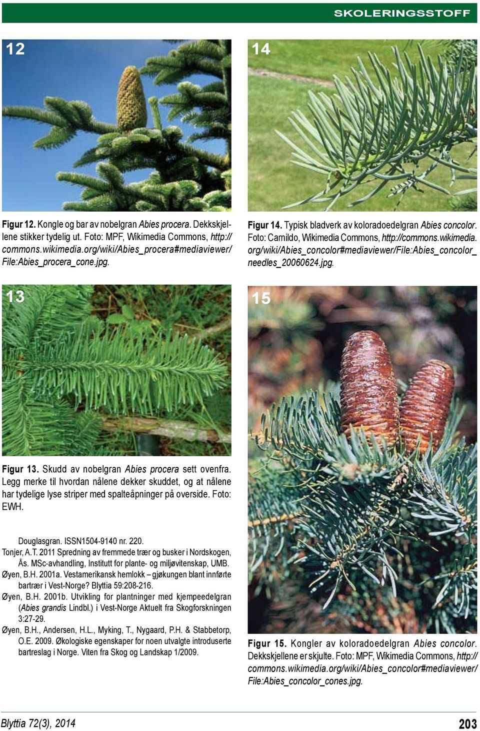 org/wiki/abies_concolor#mediaviewer/file:abies_concolor_ needles_20060624.jpg. 13 15 Figur 13. Skudd av nobelgran Abies procera sett ovenfra.