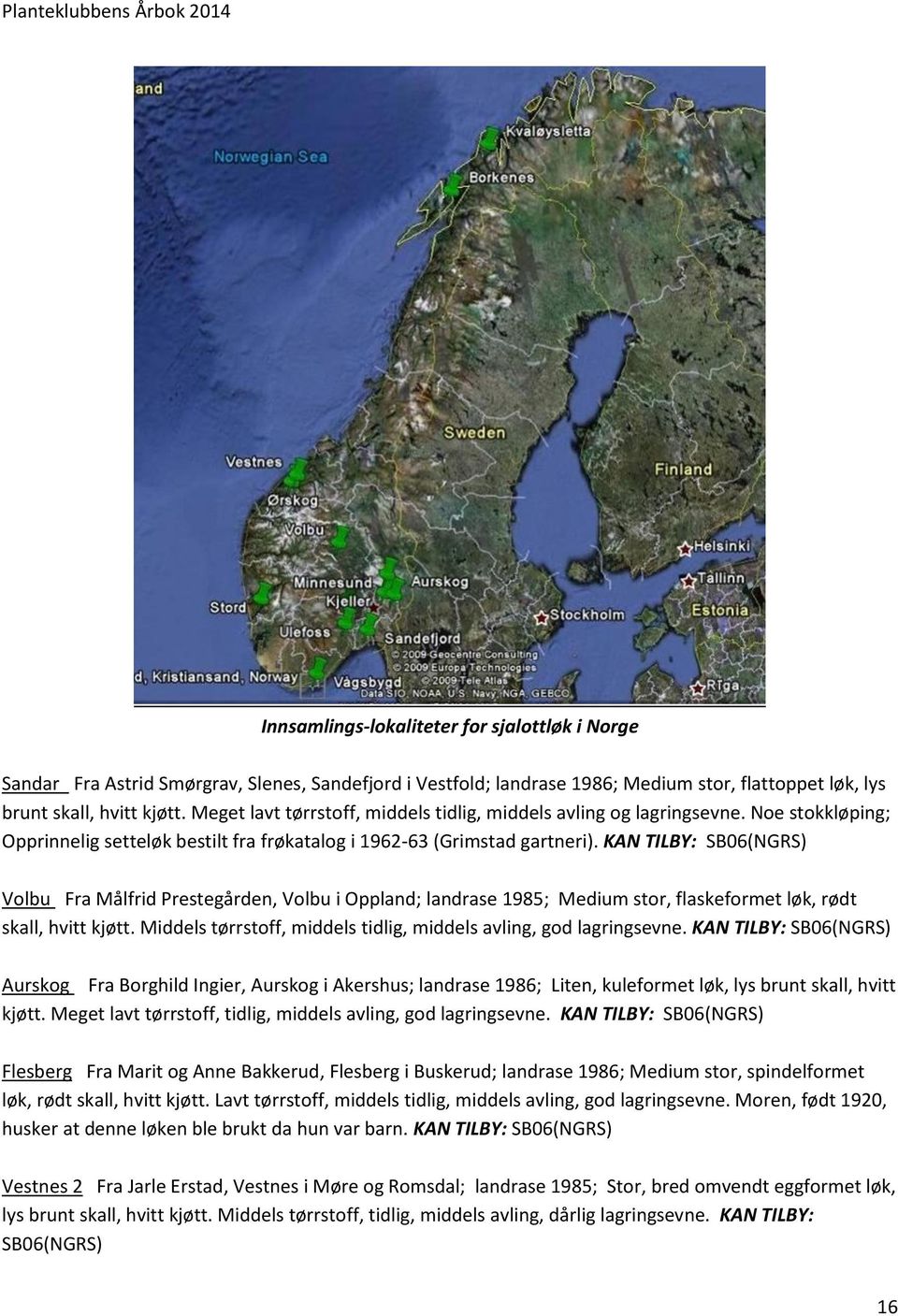 KAN TILBY: SB06(NGRS) Volbu Fra Målfrid Prestegården, Volbu i Oppland; landrase 1985; Medium stor, flaskeformet løk, rødt skall, hvitt kjøtt.