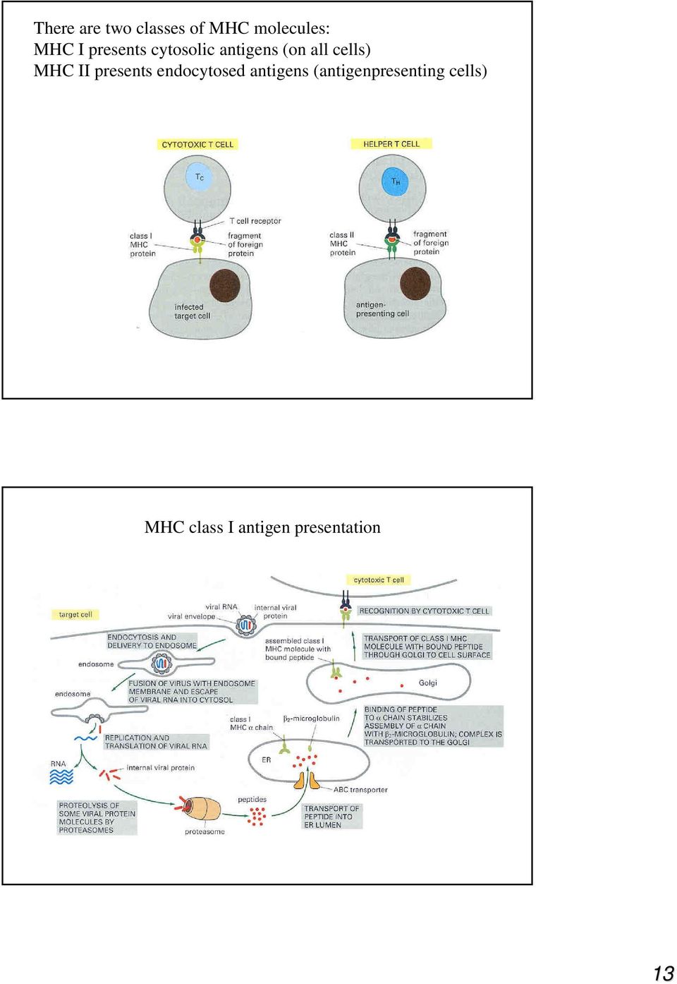 II presents endocytosed antigens