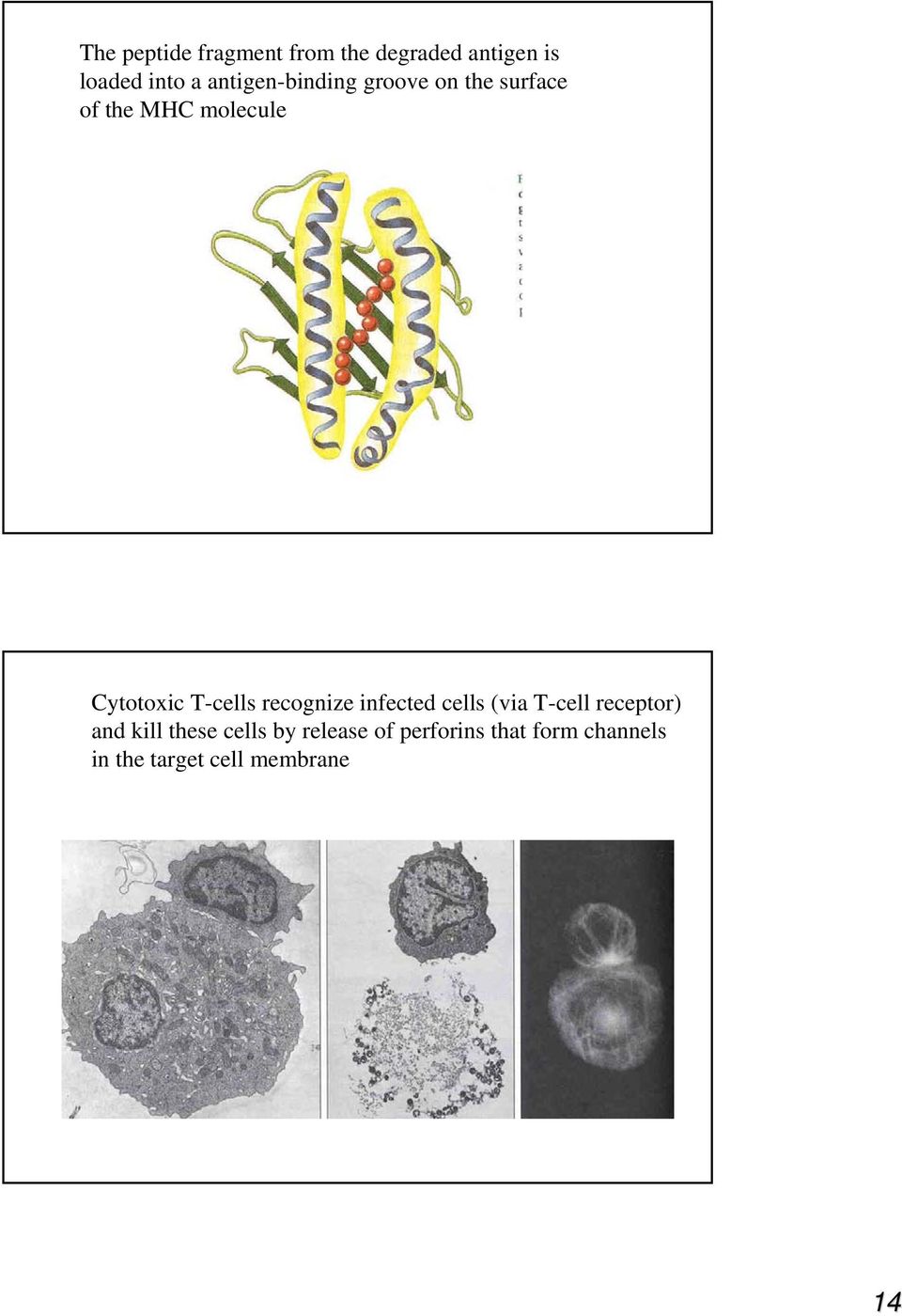 T-cells recognize infected cells (via T-cell receptor) and kill these