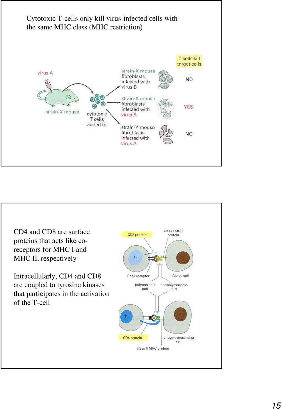 coreceptors for MHC I and MHC II, respectively Intracellularly, CD4 and