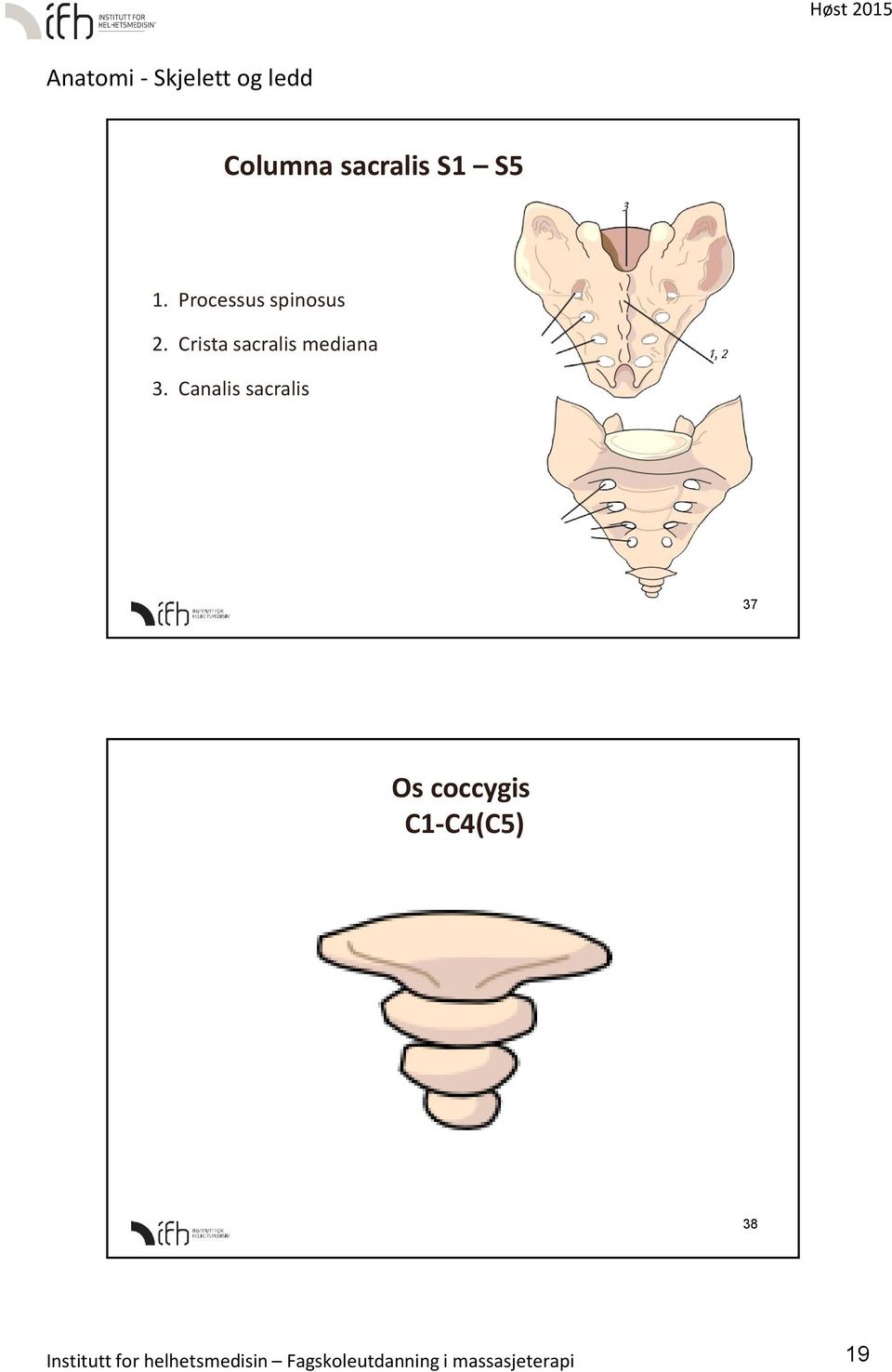 Canalis sacralis 37 Os coccygis C1-C4(C5) 38