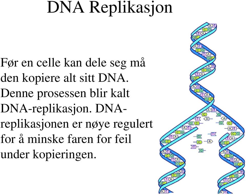 Denne prosessen blir kalt DNA-replikasjon.