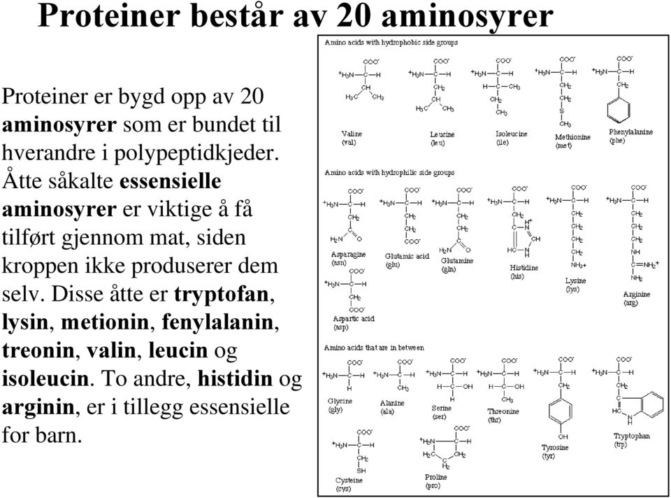 Åtte såkalte essensielle aminosyrer er viktige å få tilført gjennom mat, siden kroppen ikke