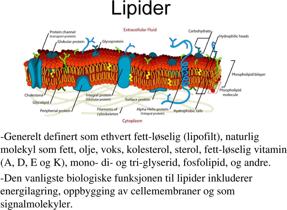 mono- di- og tri-glyserid, fosfolipid, og andre.