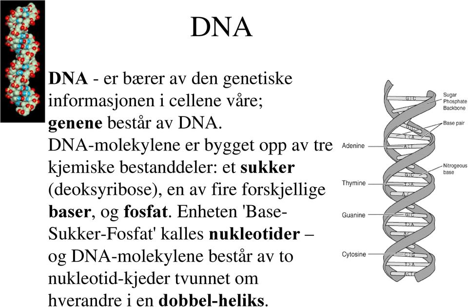 av fire forskjellige baser, og fosfat.