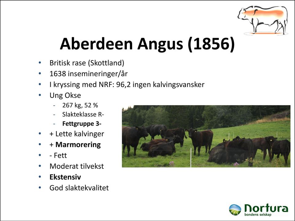 Ung Okse - 267 kg, 52 % - Slakteklasse R- - Fettgruppe 3- +