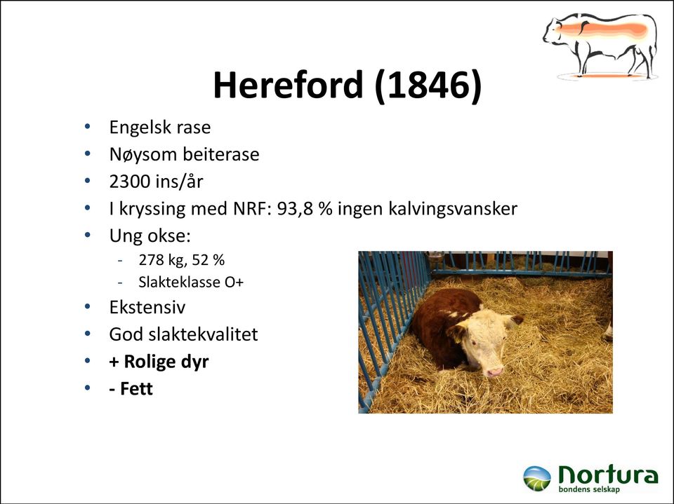 kalvingsvansker Ung okse: - 278 kg, 52 % -