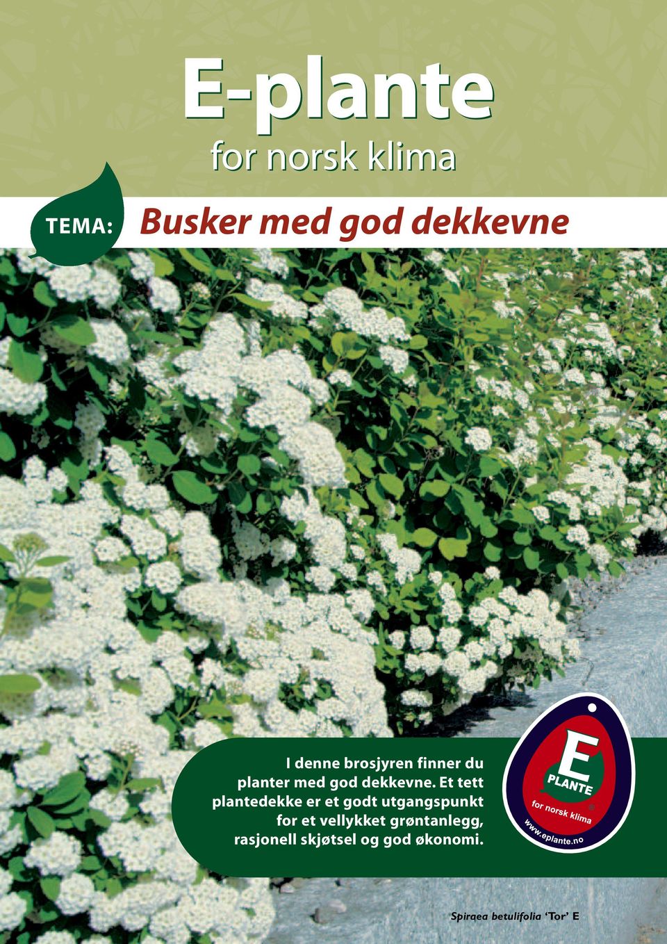 E-plante. for norsk klima. Busker med god dekkevne - PDF Free Download