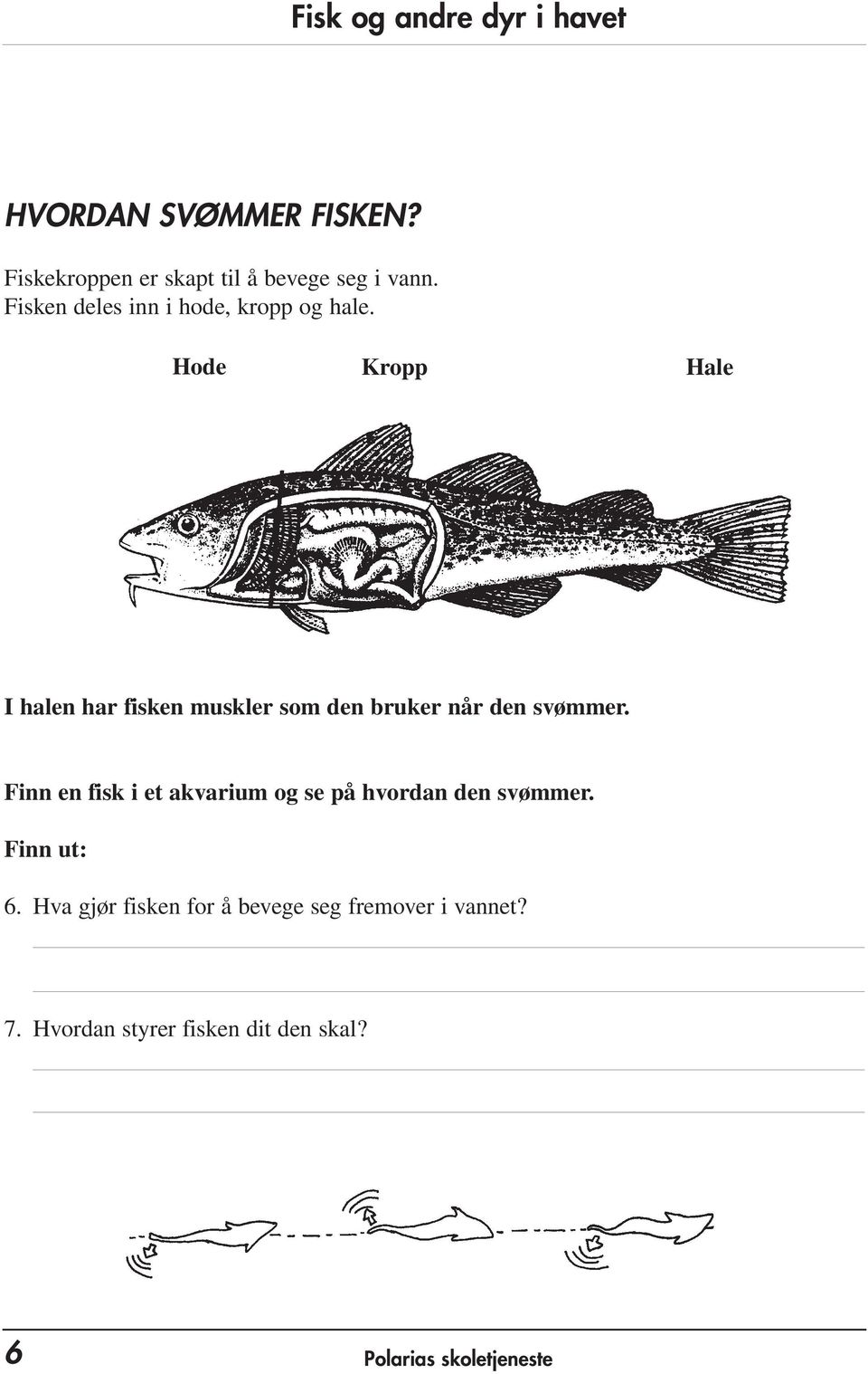 Hode Kropp Hale I halen har fisken muskler som den bruker når den svømmer.