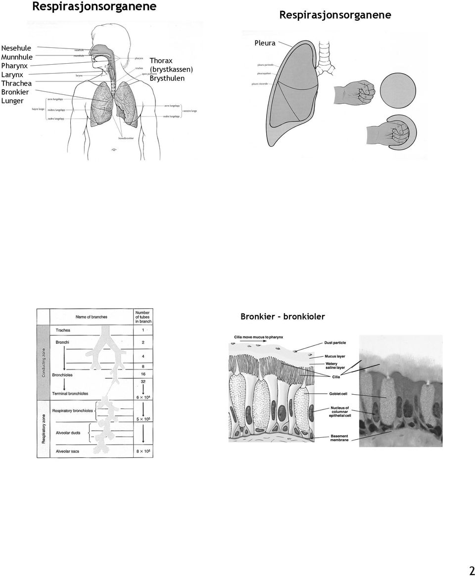 Thrachea Bronkier Lunger Thorax