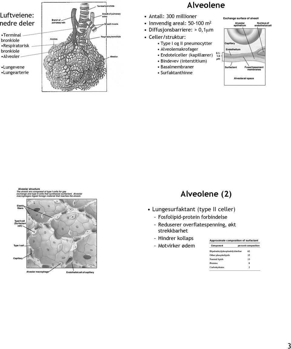 Surfaktanthinne Alveolene (2) Lungesurfaktant (type II celler) Fosfolipid-protein forbindelse Reduserer overflatespenning, økt strekkbarhet Hindrer kollaps