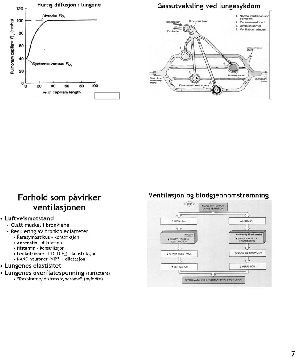 Histamin - konstriksjon Leukotriener (LTC-D-E 4 ) - konstriksjon NANC neuroner (VIP?