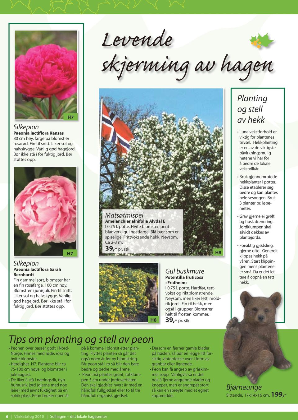 Vanlig god hagejord. Bør ikke stå i for fuktig jord. Bør støttes opp. Matsøtmispel Amelanchier alnifolia Alvdal E I 0,75 l. potte. Hvite blomster, pent bladverk, gul høst farge.