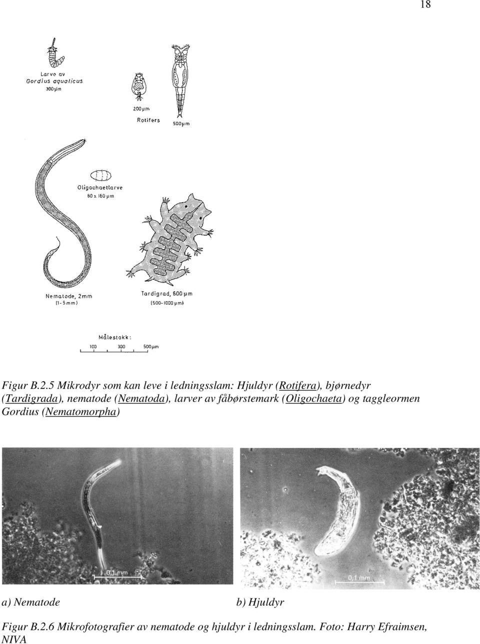 (Tardigrada), nematode (Nematoda), larver av fåbørstemark (Oligochaeta) og