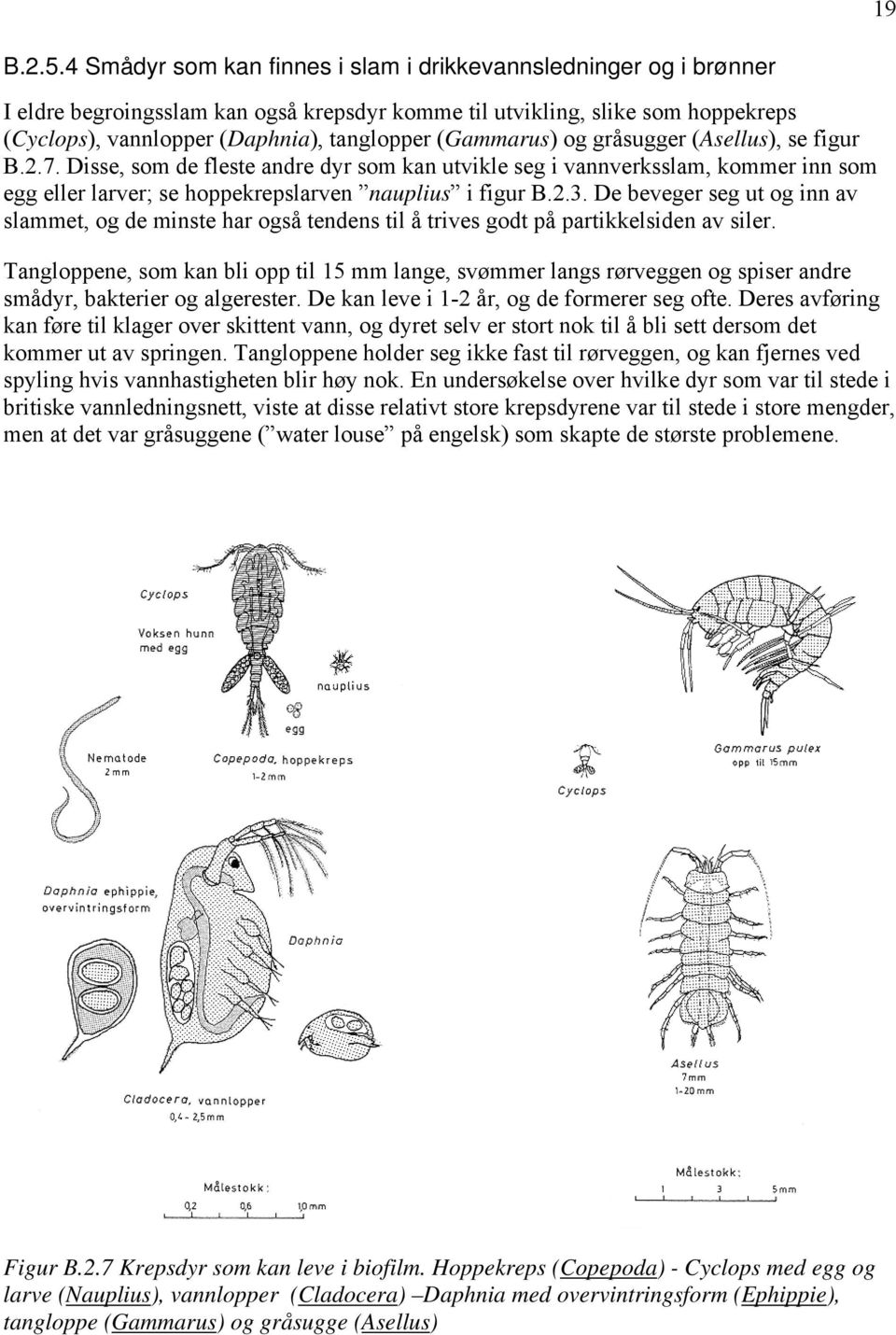 (Gammarus) og gråsugger (Asellus), se figur B.2.7. Disse, som de fleste andre dyr som kan utvikle seg i vannverksslam, kommer inn som egg eller larver; se hoppekrepslarven nauplius i figur B.2.3.