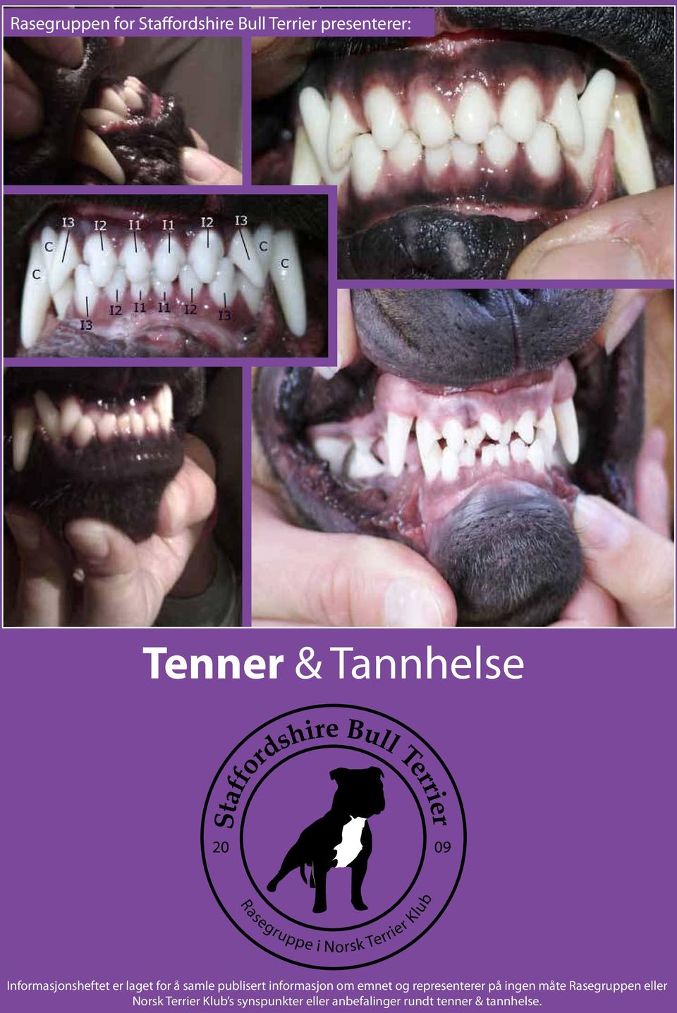 Tenner & Tannhelse. Rasegruppen for Stafordshire Bull Terrier presenterer:  - PDF Gratis nedlasting