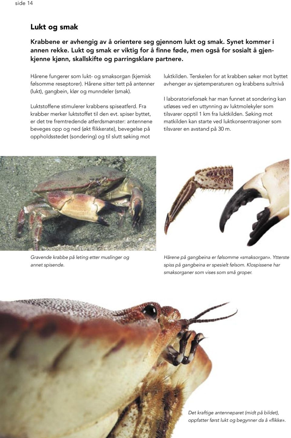 Hårene sitter tett på antenner (lukt), gangbein, klør og munndeler (smak). Luktstoffene stimulerer krabbens spiseatferd. Fra krabber merker luktstoffet til den evt.