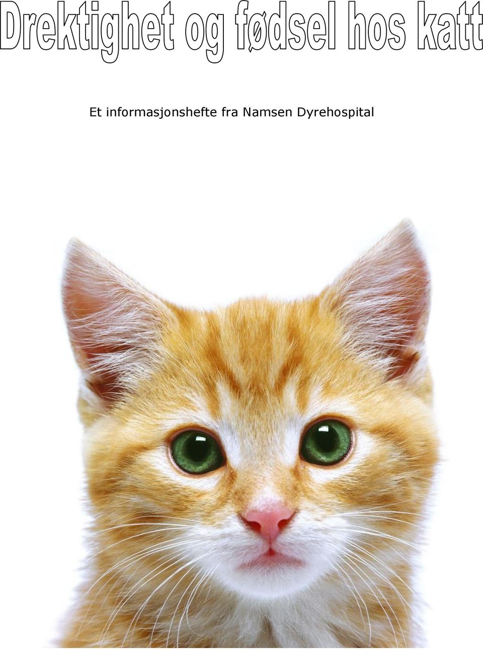 Brunst. Et informasjonshefte fra Namsen Dyrehospital - PDF Gratis nedlasting