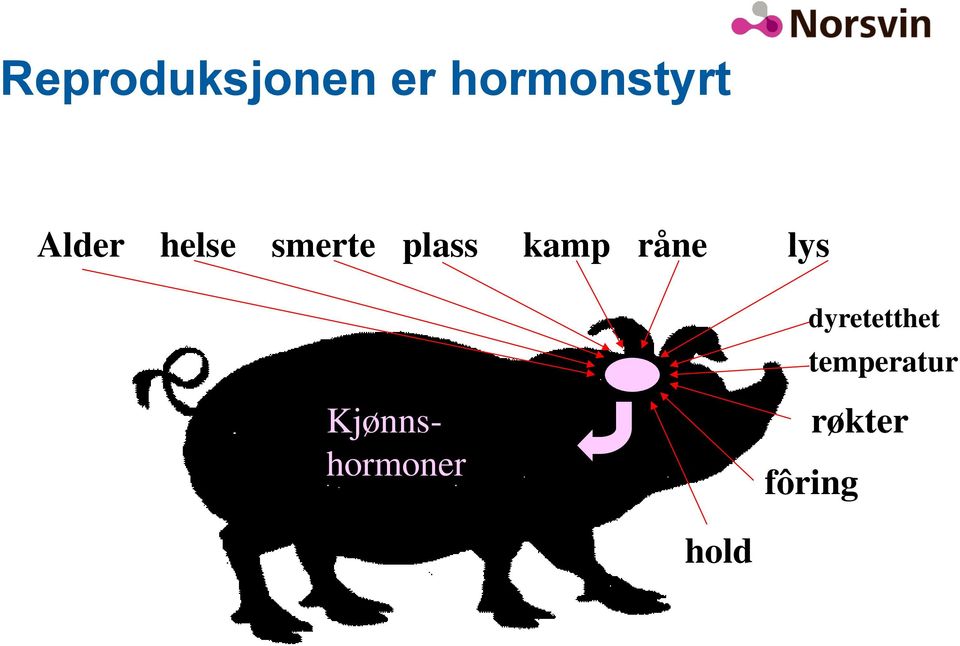 råne lys dyretetthet temperatur