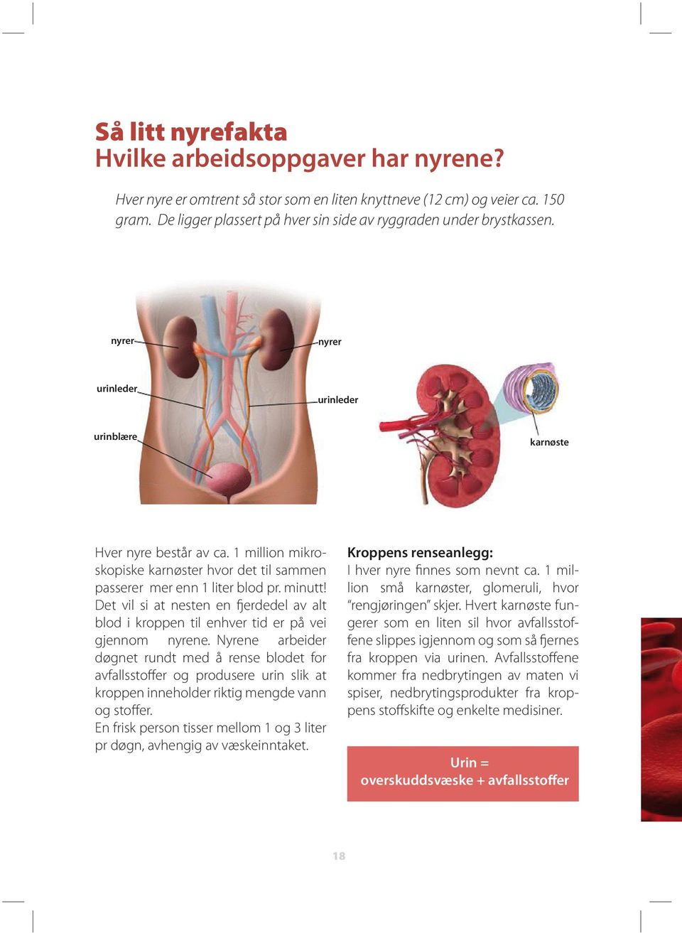 1 million mikroskopiske karnøster hvor det til sammen passerer mer enn 1 liter blod pr. minutt! Det vil si at nesten en fjerdedel av alt blod i kroppen til enhver tid er på vei gjennom nyrene.