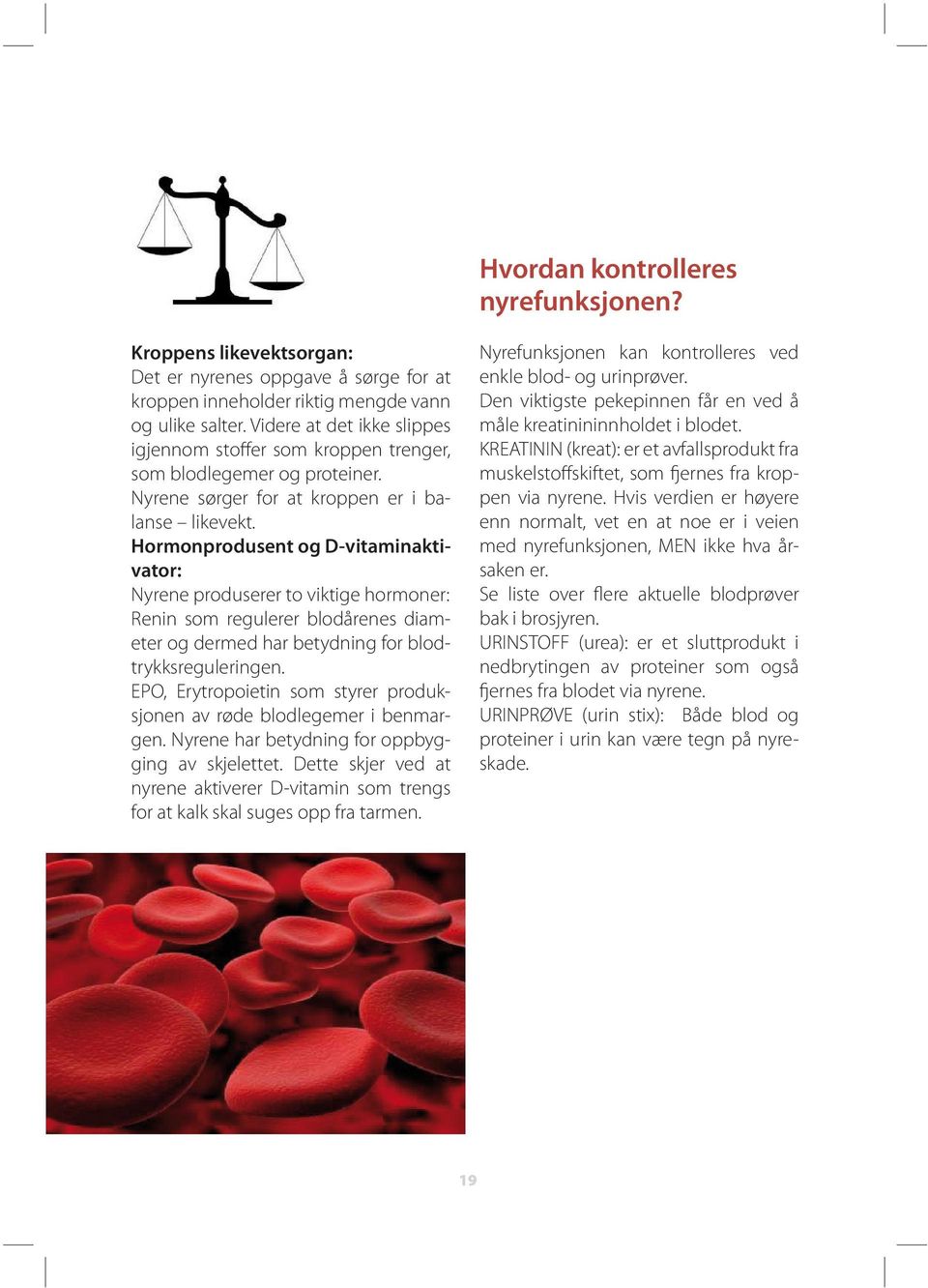 Hormonprodusent og D-vitaminaktivator: Nyrene produserer to viktige hormoner: Renin som regulerer blodårenes diameter og dermed har betydning for blodtrykksreguleringen.