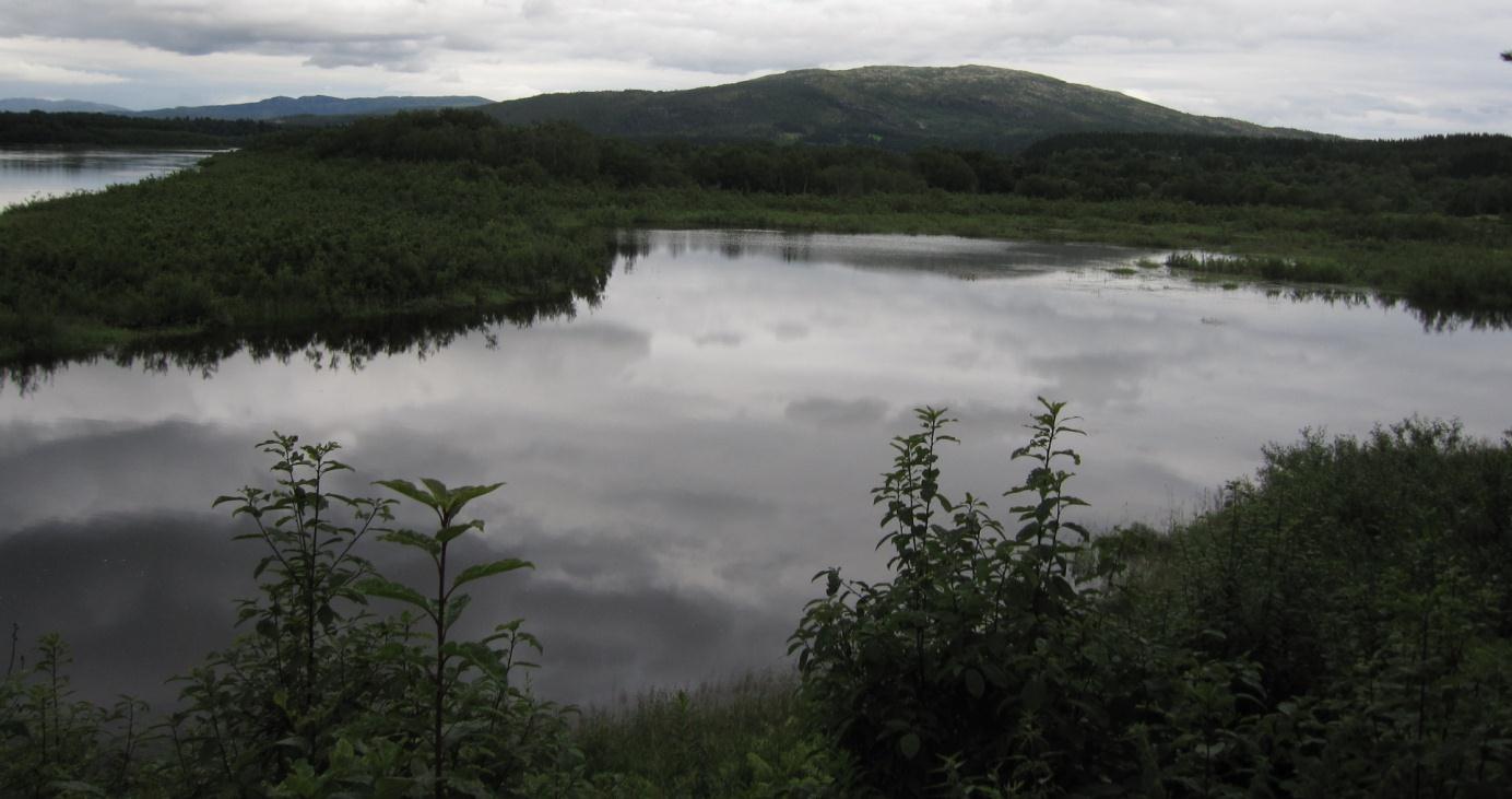 Figur 19. Oversiktsbilde over den vestlige delen av Storskogan naturreservat. De vidstrakte elvesnelle- og starrsumpene er her oversvømmet av vann fra Namsen, som kan skimtes til venstre på bildet.
