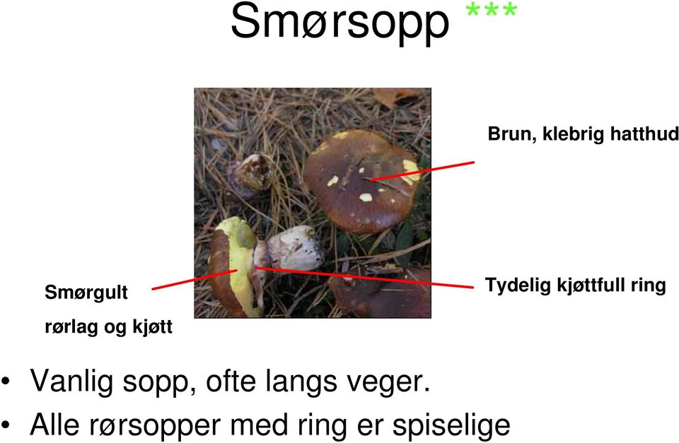 rørlag og kjøtt Vanlig sopp, ofte