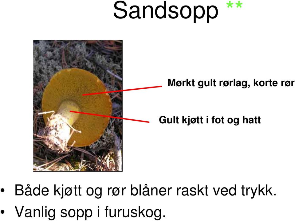 hatt Både kjøtt og rør blåner