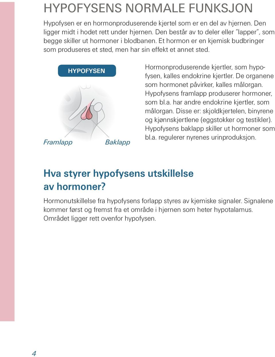 Framlapp Hypofysen Baklapp Hormonproduserende kjertler, som hypofysen, kalles endokrine kjertler. De organene som hormonet påvirker, kalles målorgan. Hypofysens framlapp produserer hormoner, som bl.a. har andre endokrine kjertler, som målorgan.