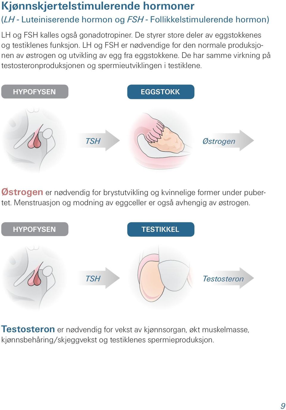 De har samme virkning på testosteronproduksjonen og spermieutviklingen i testiklene.