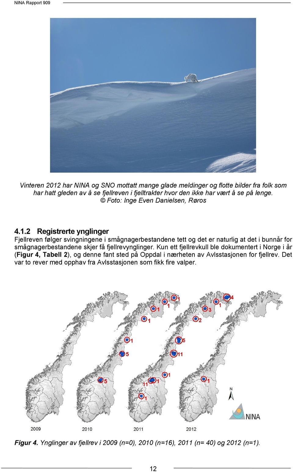 2 Registrerte ynglinger Fjellreven følger svingningene i smågnagerbestandene tett og det er naturlig at det i bunnår for smågnagerbestandene skjer få fjellrevynglinger.