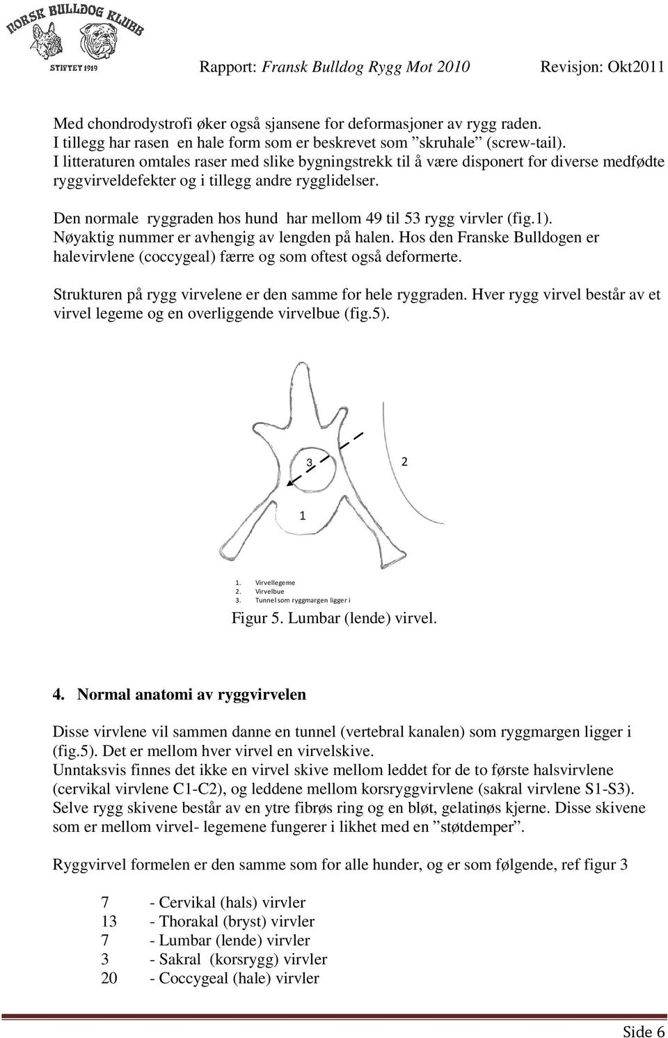 Den normale ryggraden hos hund har mellom 49 til 53 rygg virvler (fig.1). Nøyaktig nummer er avhengig av lengden på halen.