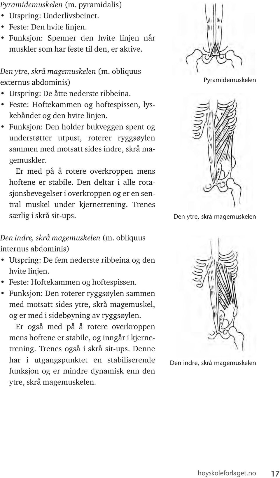 Funksjon: Den holder bukveggen spent og understøtter utpust, roterer ryggsøylen sammen med motsatt sides indre, skrå magemuskler. Er med på å rotere overkroppen mens hoftene er stabile.