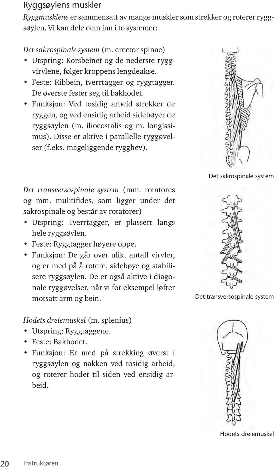 Funksjon: Ved tosidig arbeid strekker de ryggen, og ved ensidig arbeid sidebøyer de ryggsøylen (m. iliocostalis og m. longissimus). Disse er aktive i parallelle ryggøvelser (f.eks.