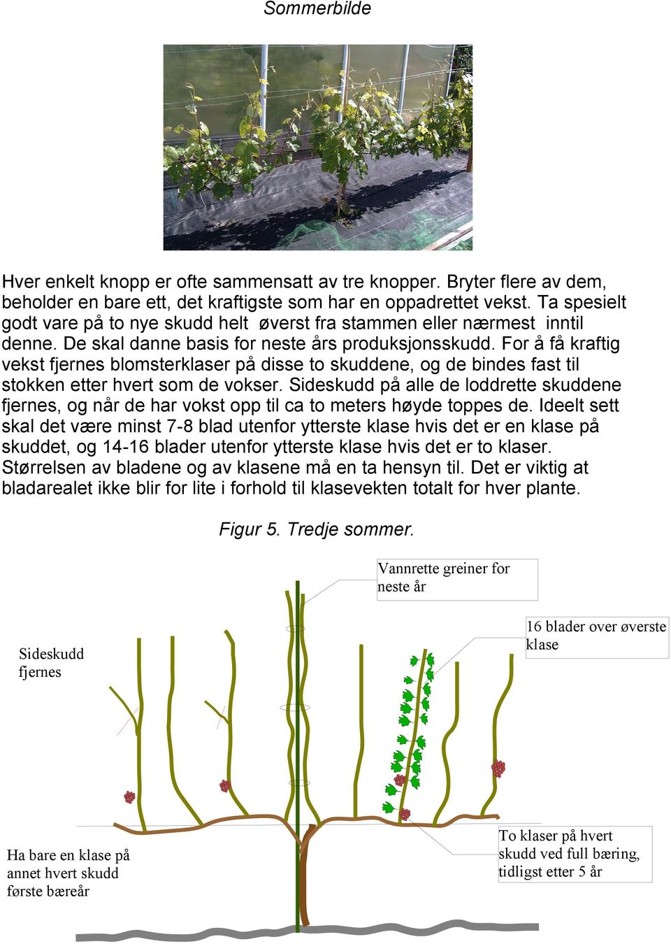 For å få kraftig vekst fjernes blomsterklaser på disse to skuddene, og de bindes fast til stokken etter hvert som de vokser.